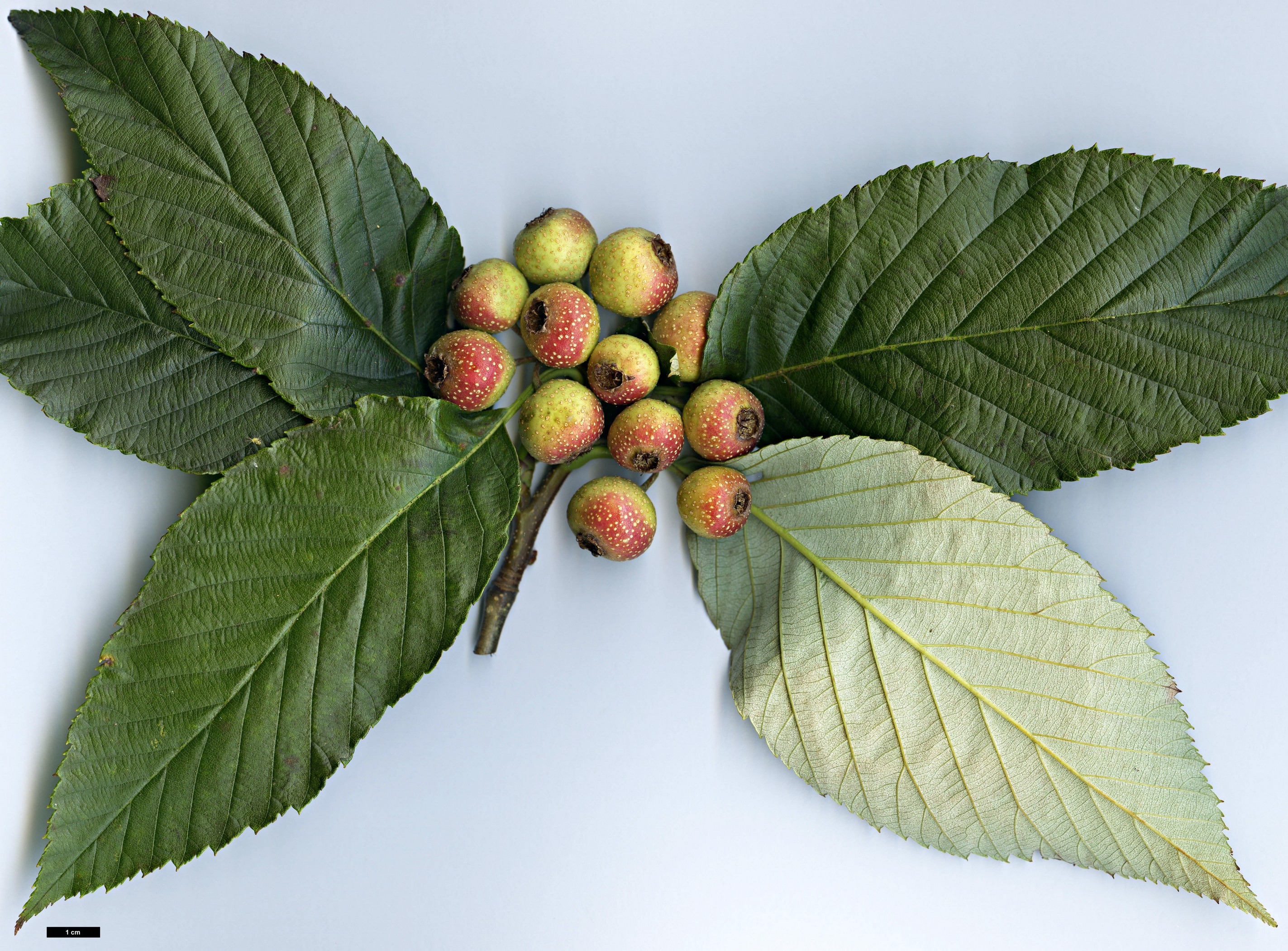 High resolution image: Family: Rosaceae - Genus: Sorbus - Taxon: henryi